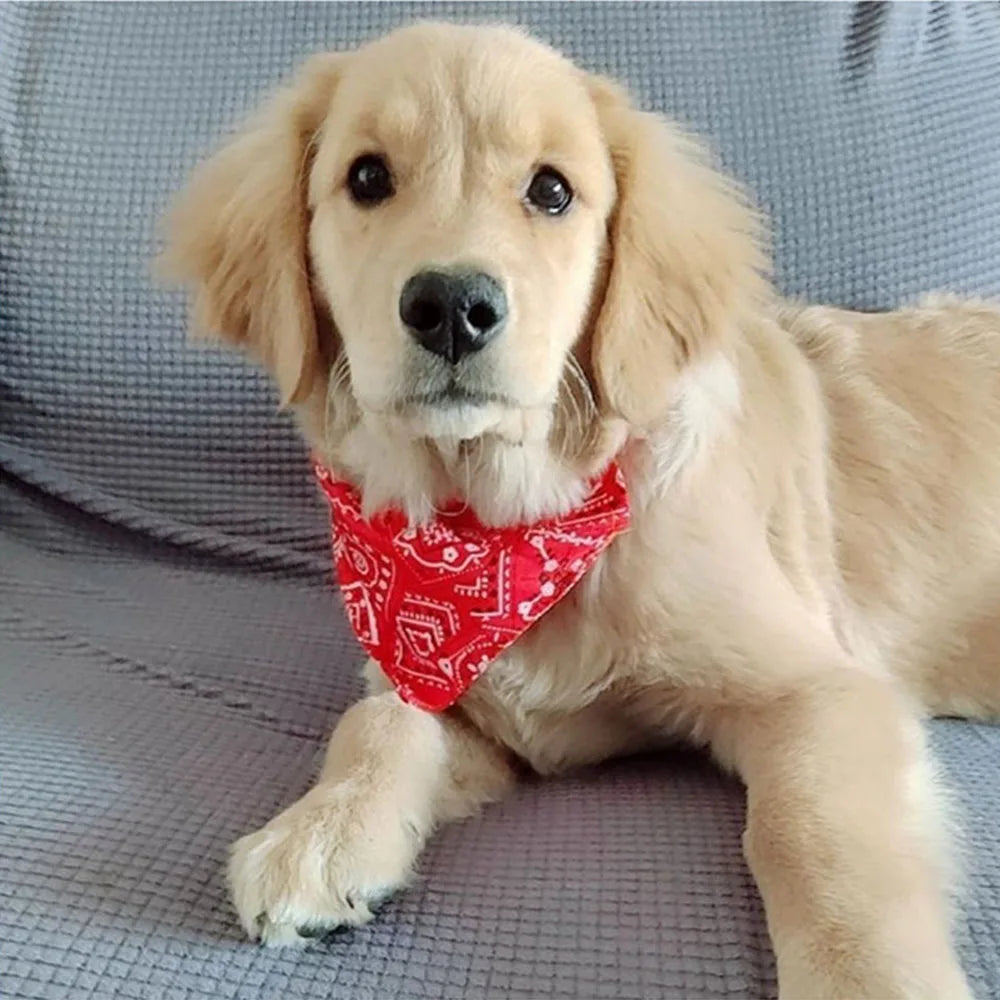 Dog Collar Bandana